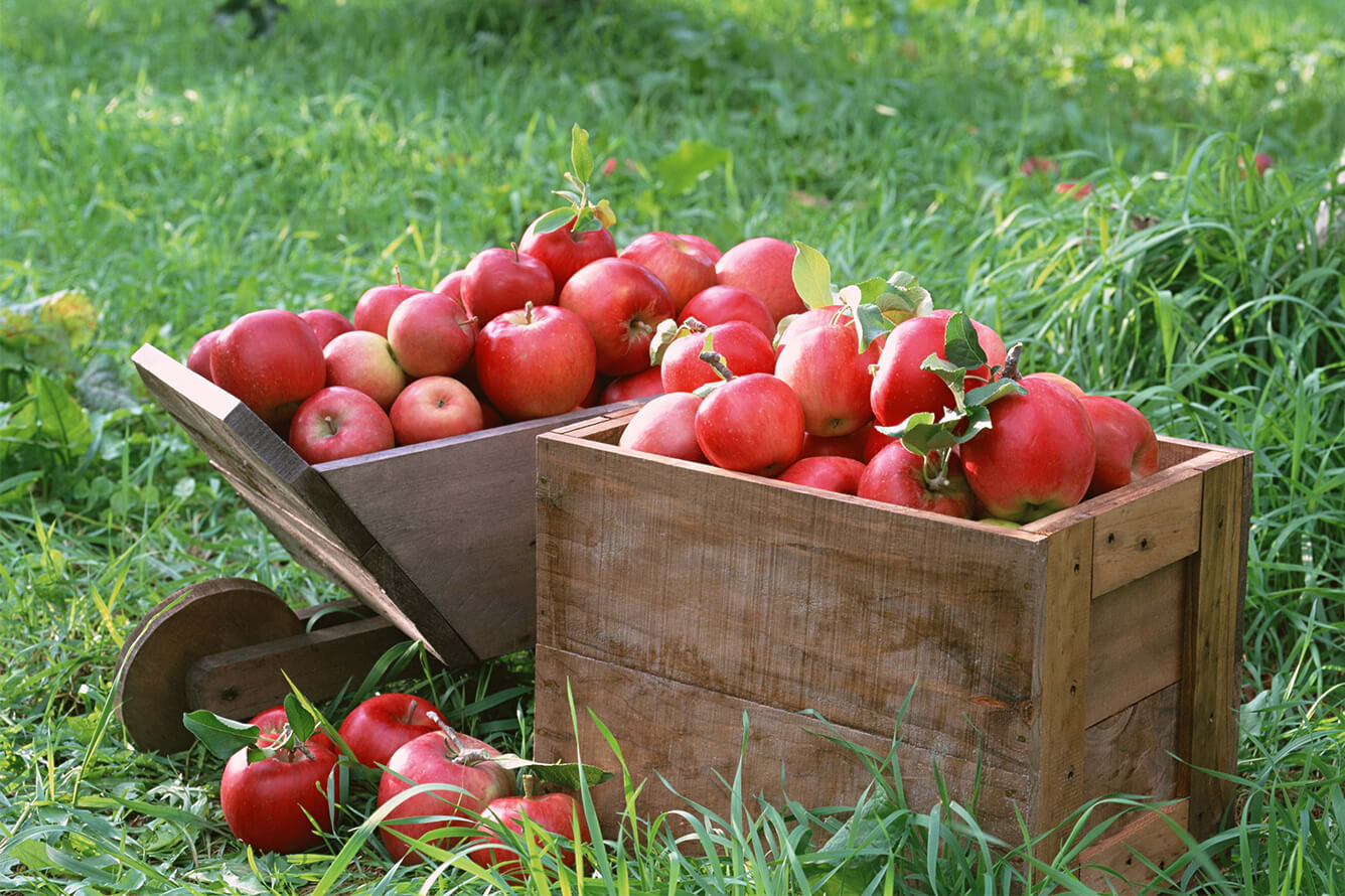 Sắc thu Tây Âu - Trải nghiệm mùa thu hoạch táo, lê