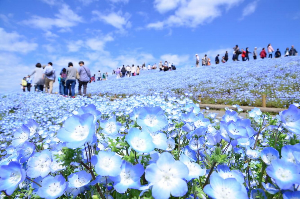 From cherry blossoms to nemophila, spring in Ibaraki is the season of flowers
