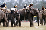 Thailand: King's Cup Elephant Polo Tournament