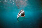 Sydney Aquarium unveils shark adventure
