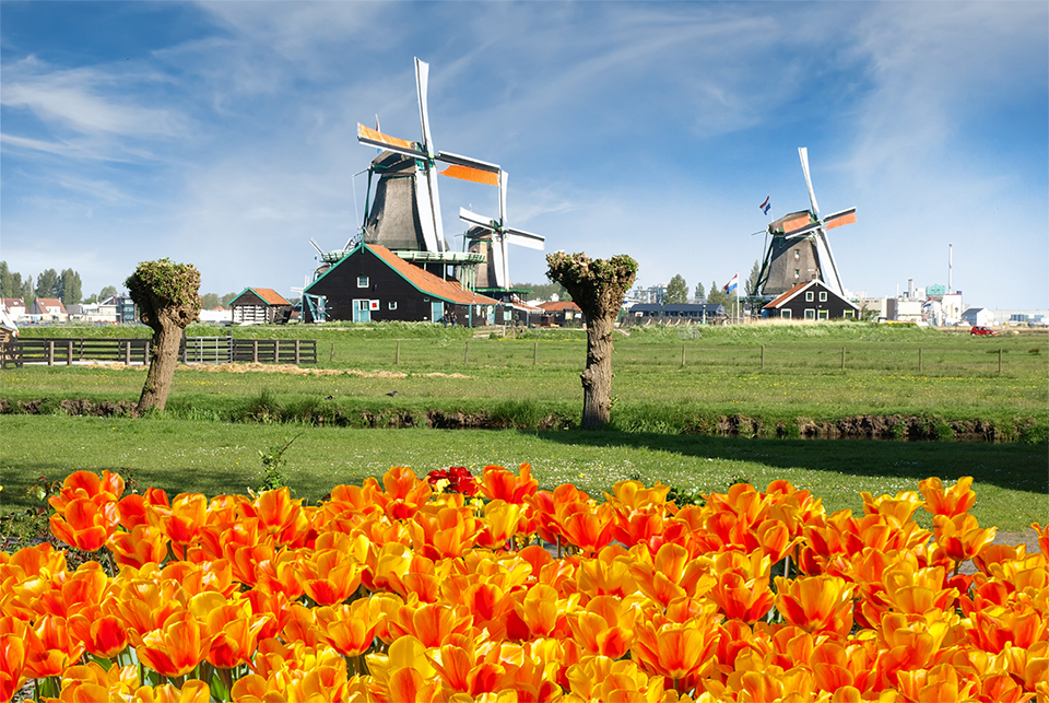 Cùng Vietravel đến Hà Lan khi mùa hoa Tulip đẹp nhất!