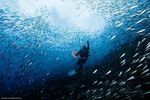 Thế giới dưới nước ở Maldives