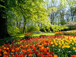 Keukenhof - Vườn hoa lớn nhất thế giới