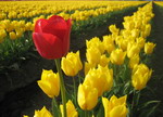 Việt Nam tham dự lễ hội hoa tulip Ottawa tại Canada – cơ hội quảng bá hình ảnh, văn hóa Việt Nam