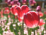 Sắc màu hoa tulip ở Hà Lan