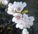 Tokyo - mùa hoa anh đào