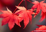 Tới thăm "vương quốc lá đỏ” mùa thu
