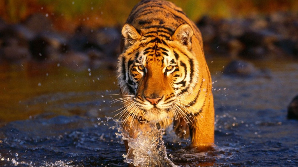 The best places to see tigers in the wild