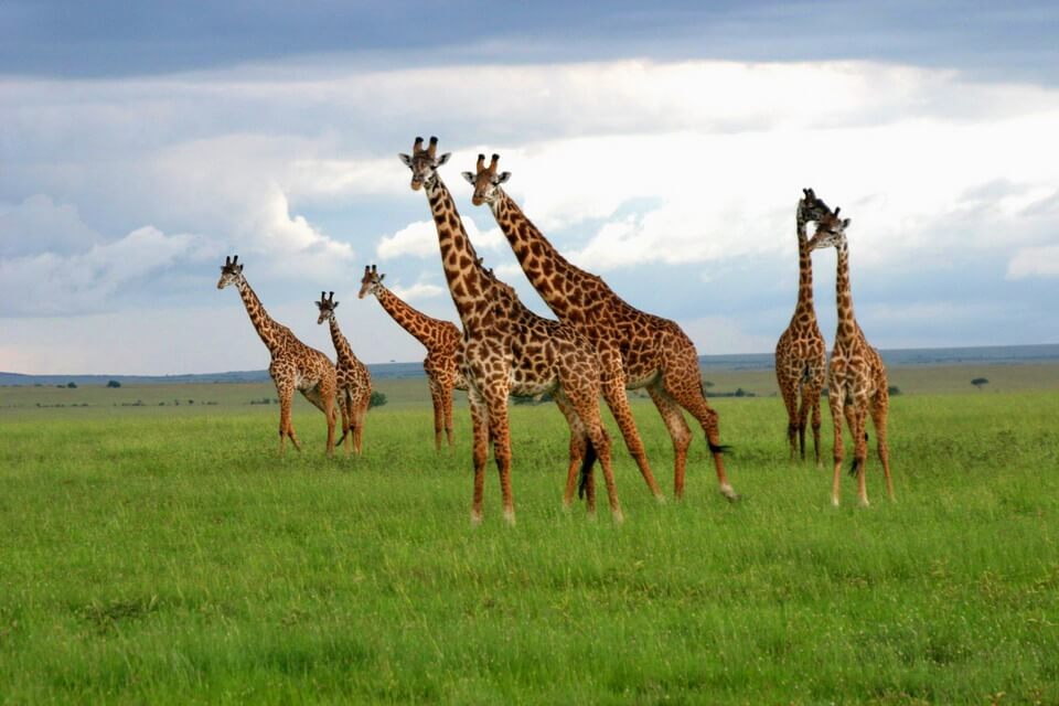 Đến Kenya săn ảnh thiên nhiên