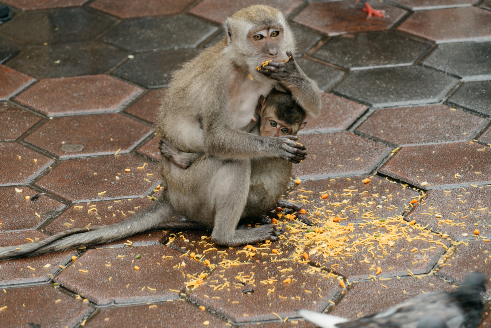 The Monkey Gangs of Kuala Lumpur, Malaysia