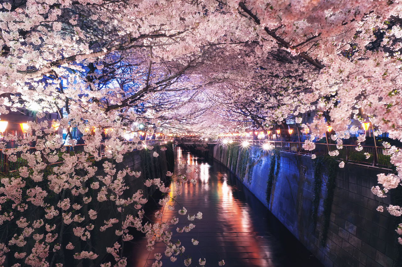 Travel, Cherry blossom, Tokyo.