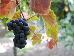 Mendoza - mê hoặc vườn nho, rượu vang