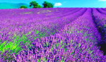 Ngất ngây với cánh đồng hoa oải hương ở Pháp vào mùa hè