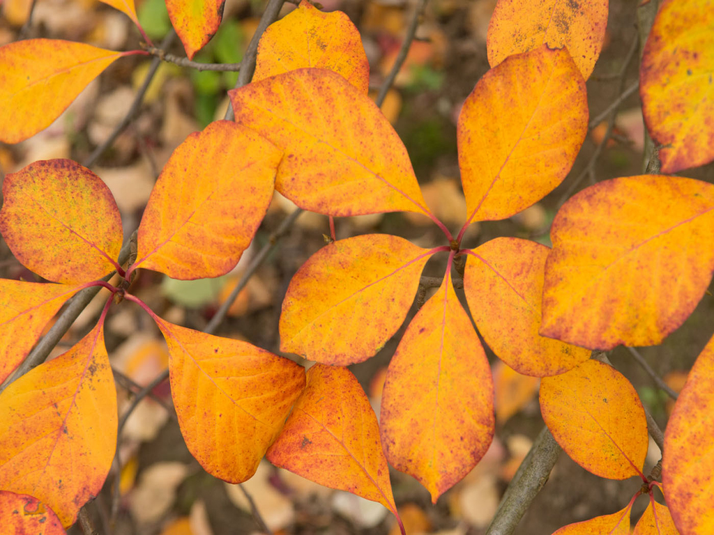 The 8 best trees for Autumn Colour