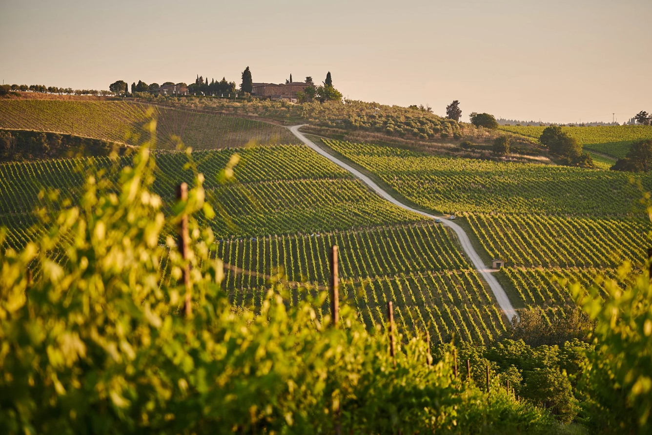 Khám phá cánh đồng rượu vang Tuscany của nước Ý xinh đẹp