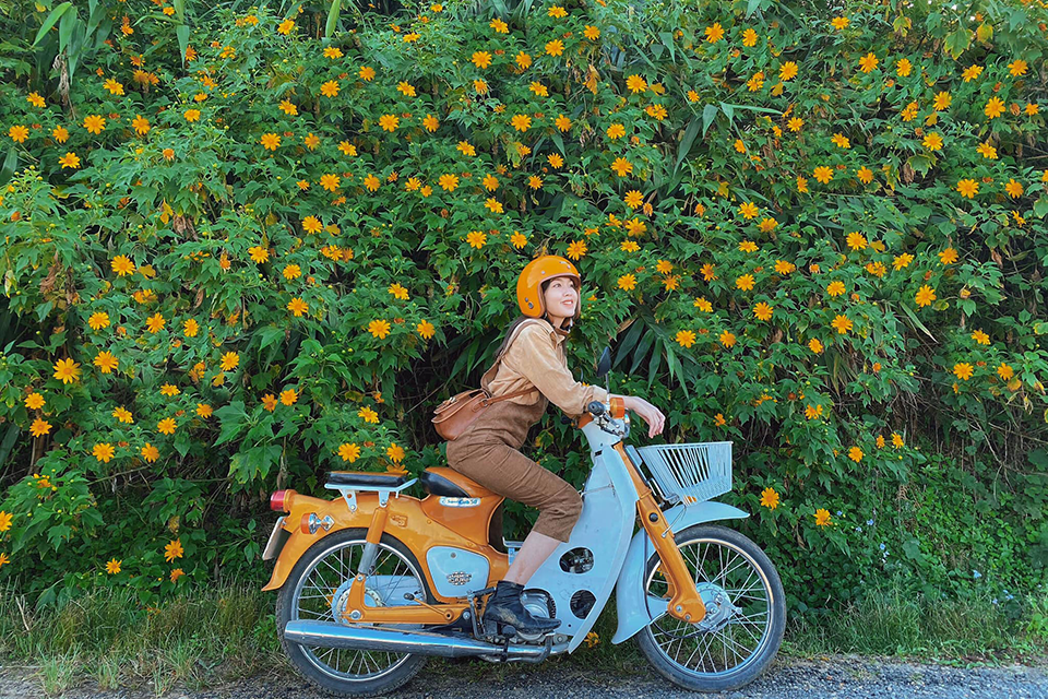 Đi Đà Lạt tháng 10-11: Đừng bỏ lỡ trải nghiệm săn hoa dã quỳ nở rộ