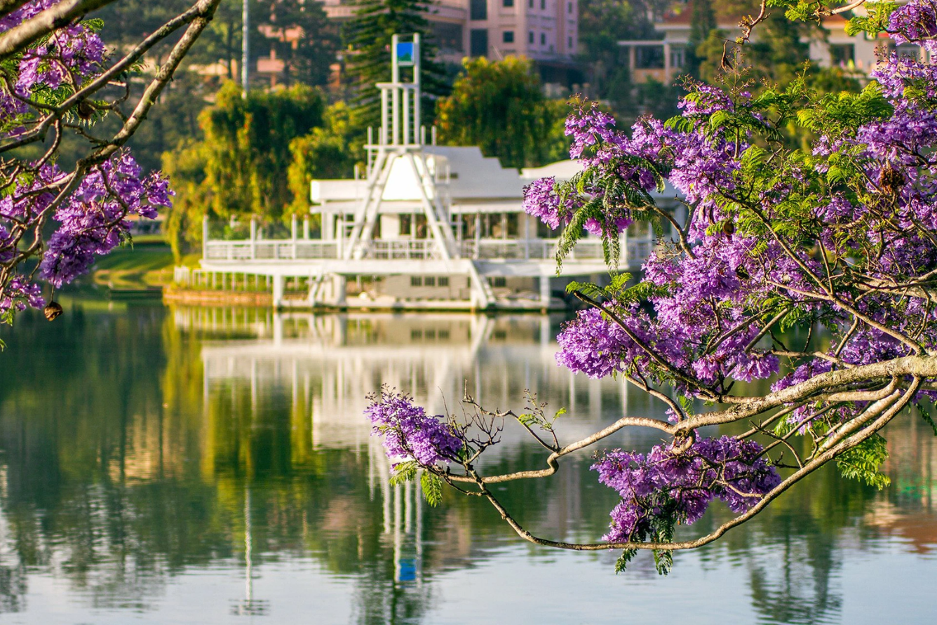 Khám phá mùa hoa phượng tím Đà Lạt: Vẻ đẹp dịu dàng, lãng mạn của “Thành phố ngàn hoa”