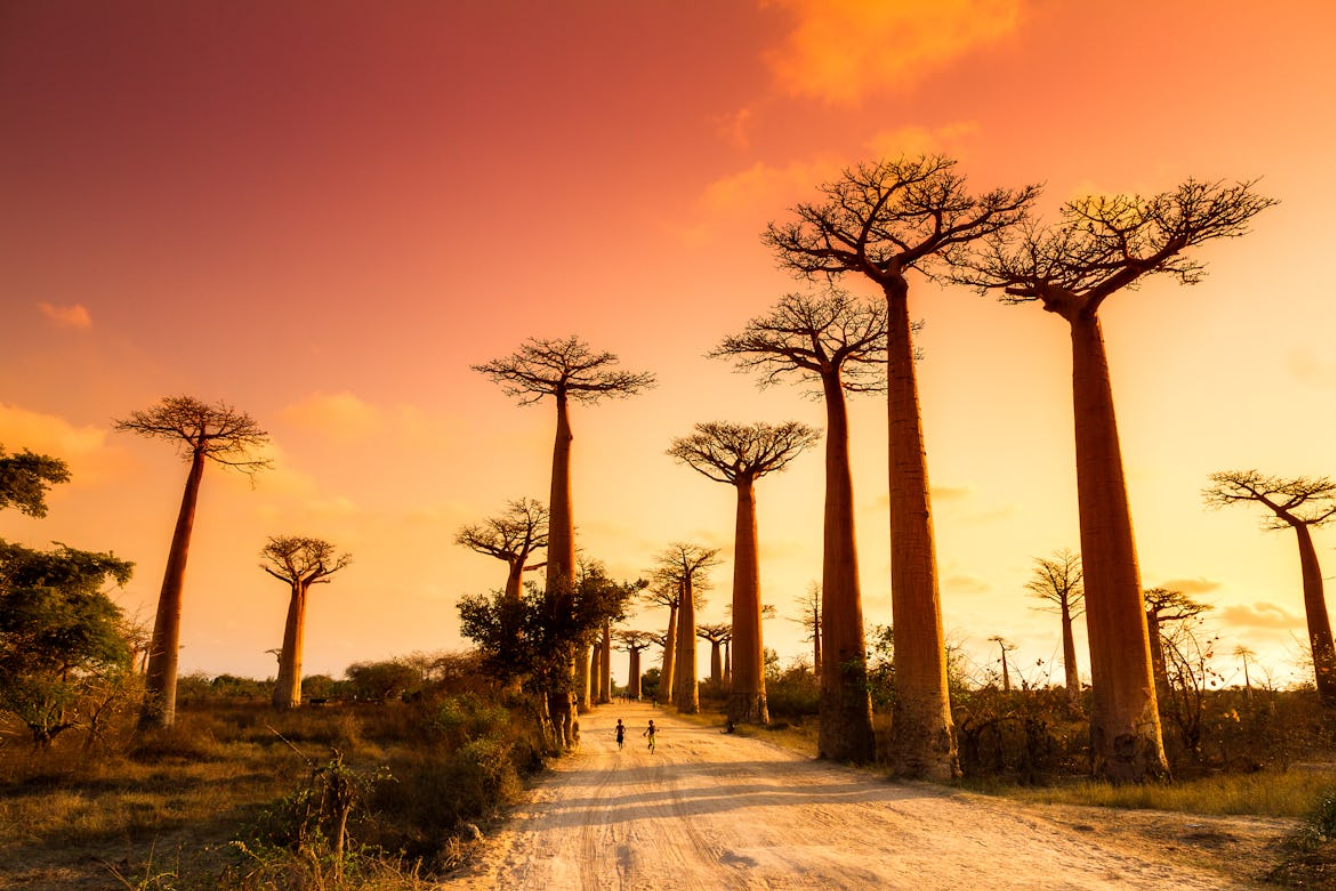 Khám phá 5 địa điểm du lịch Madagascar: Vẻ đẹp hoang dã và huyền bí của đảo quốc thiên đường