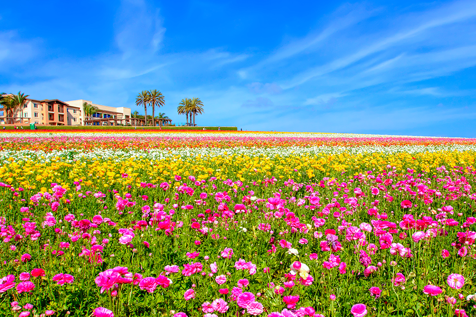 Khám phá cánh đồng hoa mao lương ở San Diego, địa điểm du lịch Mỹ tháng 4