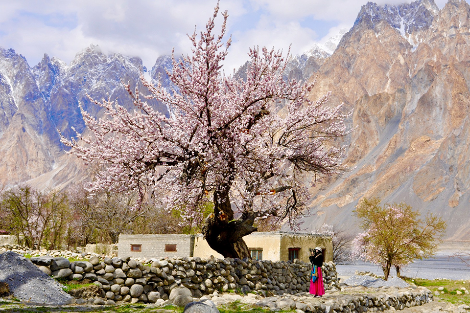 Du lịch Pakistan ngắm hoa đào, hoa mơ nở trắng thung lũng Hunza