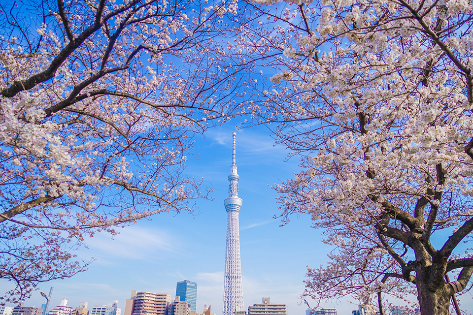 Bật mí những địa điểm du lịch Tokyo Nhật Bản có hoa mơ đang “đọ sắc” với hoa anh đào