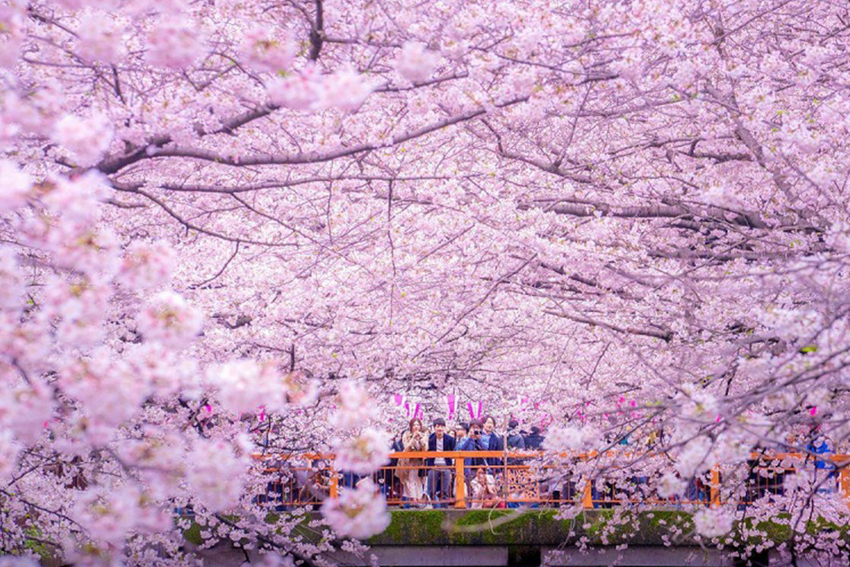 10 địa điểm ngắm hoa anh đào đẹp ở Nhật Bản 