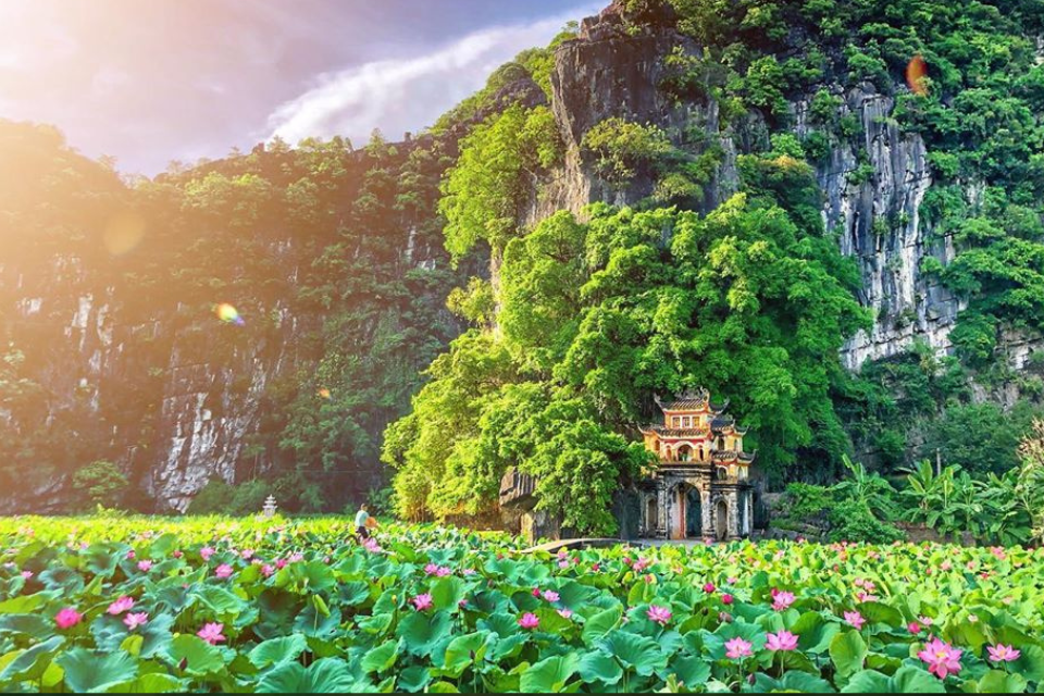 Top 4 địa điểm ngắm mùa sen nở ở Ninh Bình: ngắm Cố đô dịu dàng trong sắc hồng thanh khiết