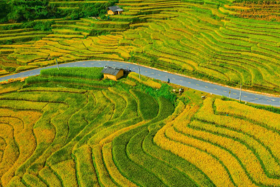 Top 8 địa điểm ngắm mùa lúa chín miền Bắc: Hành trình hòa mình vào sắc vàng mùa thu