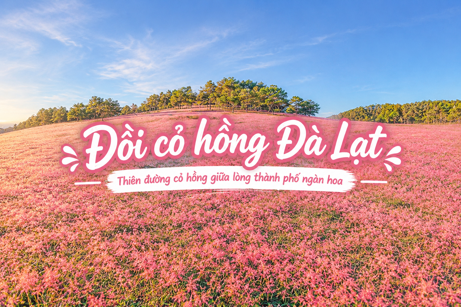 Đồi Cỏ Hồng Đà Lạt: Top 3 điểm đến đẹp nhất và kinh nghiệm khám phá