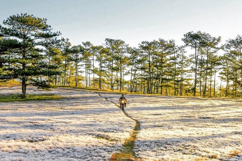 Đồi cỏ hồng Đà Lạt – Mùa đẹp đến lịm tim chỉ xuất hiện vài tuần