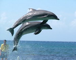 Đến Jamaica ngắm cá heo ở Dolphin Cove