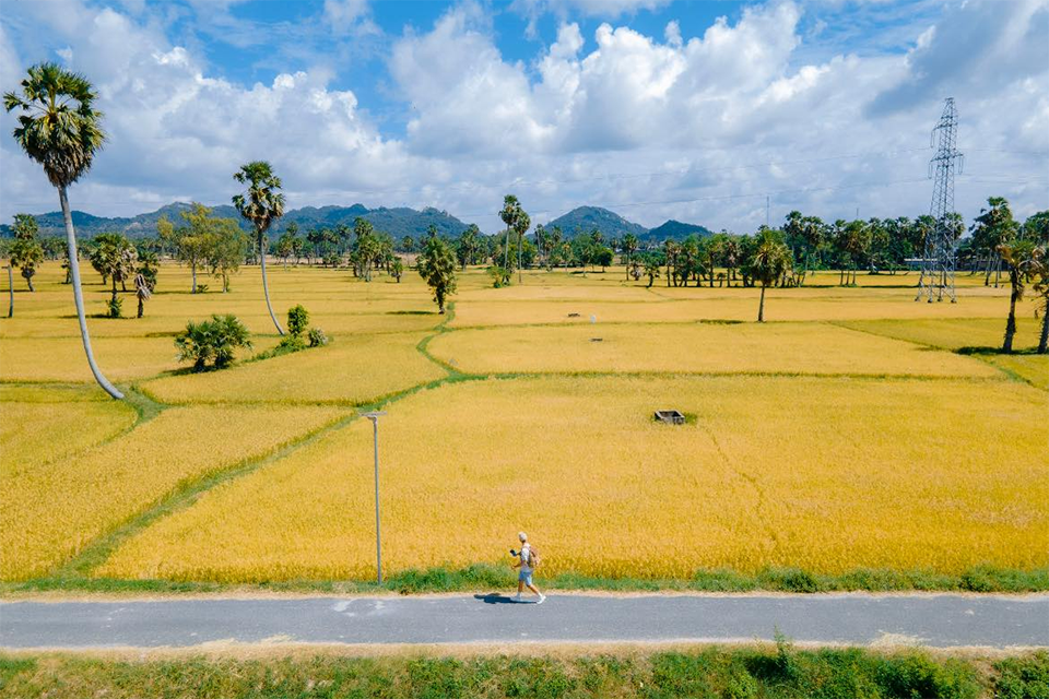 Du lịch An Giang mùa lúa chín – Săn mùa vàng miền biên viễn