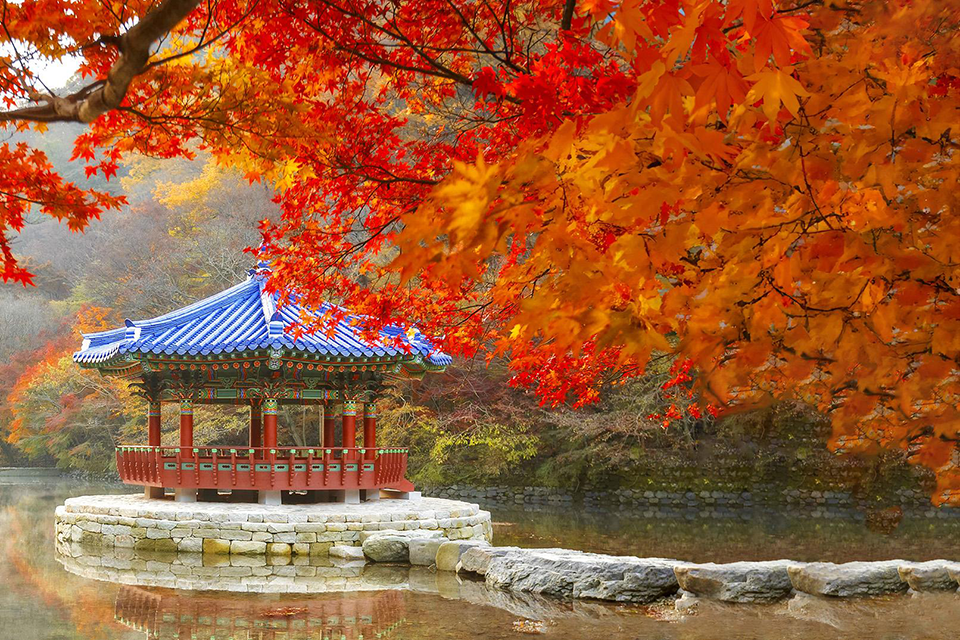 Busan mùa thu có gì đẹp? Trọn bộ gợi ý từ cảnh đẹp đến lễ hội độc đáo