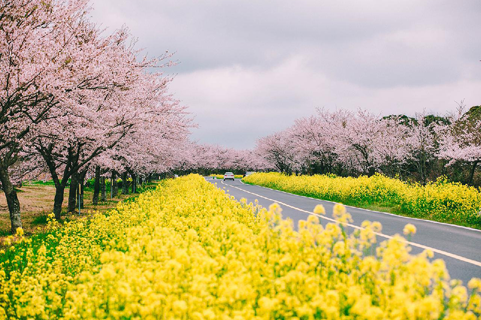 Du lịch đảo Jeju Hàn Quốc: Hành trình khám phá "hòn đảo thiên đường"