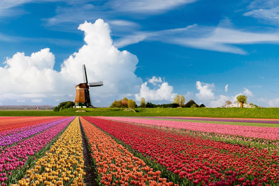  Du lịch Châu Âu mùa thu ghé thăm Zaanse Schans ngôi làng cối xay gió nổi tiếng nhất thế giới