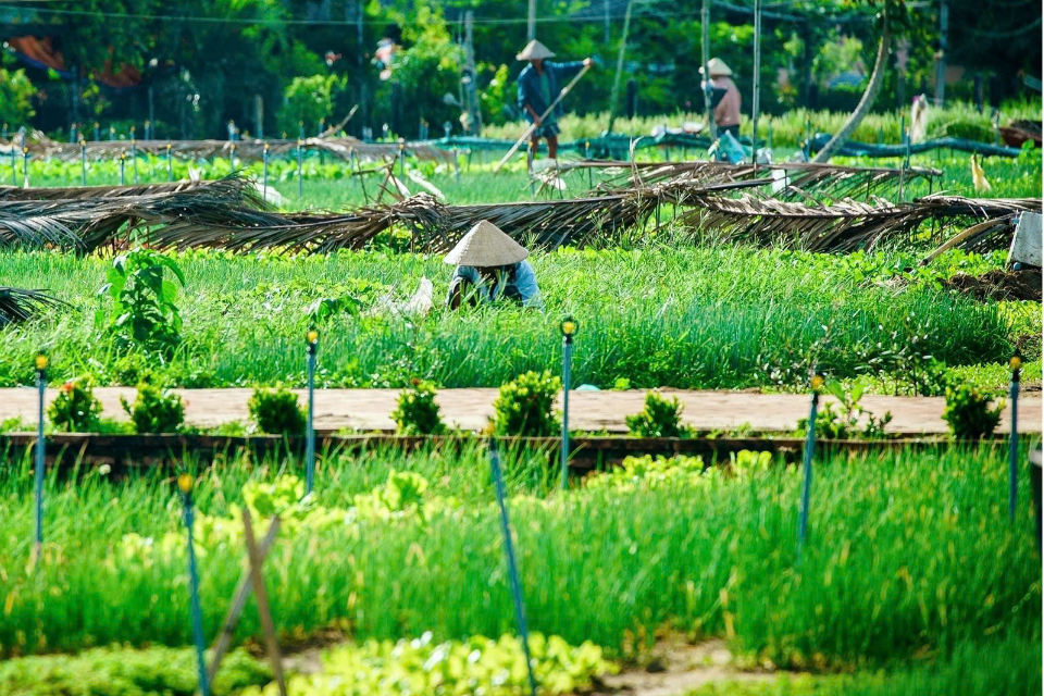 5 trải nghiệm du lịch làng rau Trà Quế - "Làng du lịch tốt nhất thế giới" của Việt Nam