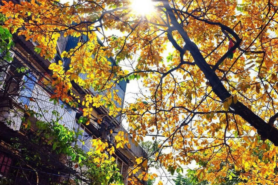 Top 5 trải nghiệm du lịch miền Bắc mùa thu: đắm mình trong sắc thu vàng rực rỡ