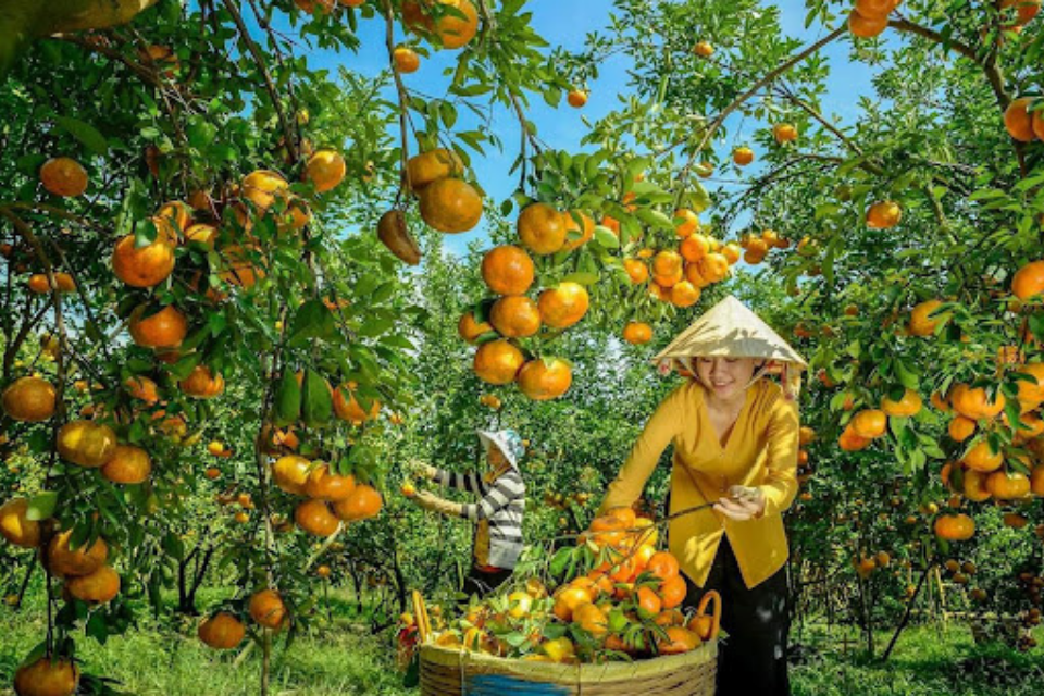 'Trốn nóng' ngày hè với 5 miệt vườn trái cây miền Tây nổi tiếng
