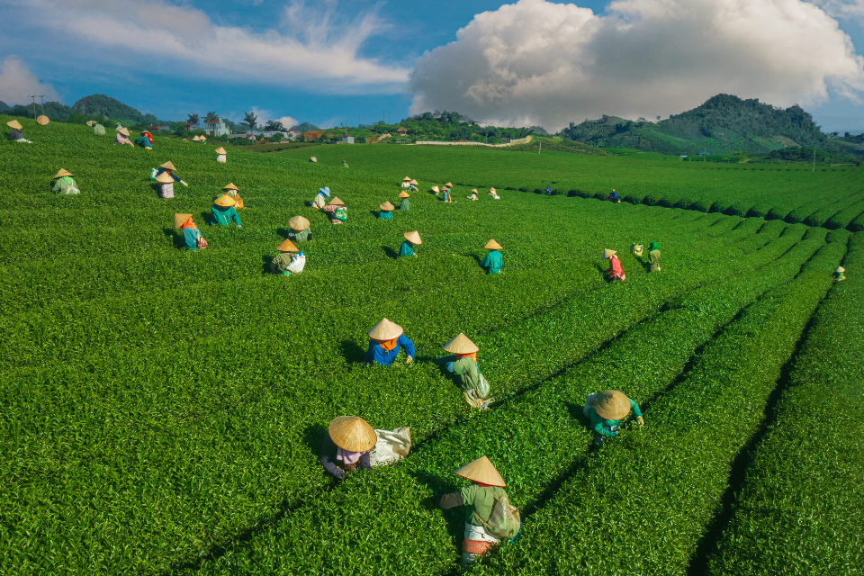 Mùa thu hoạch chè Mộc Châu: Hành trình khám phá cao nguyên xanh ngát