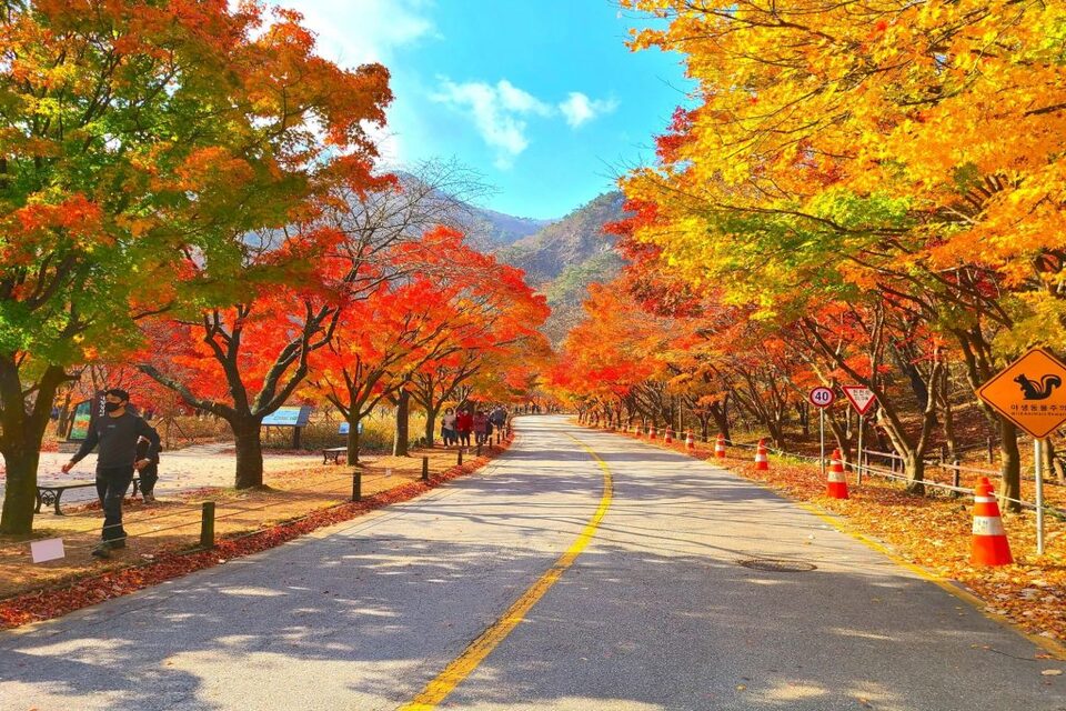 Giải mã sức hấp dẫn của du lịch mùa thu Hàn Quốc
