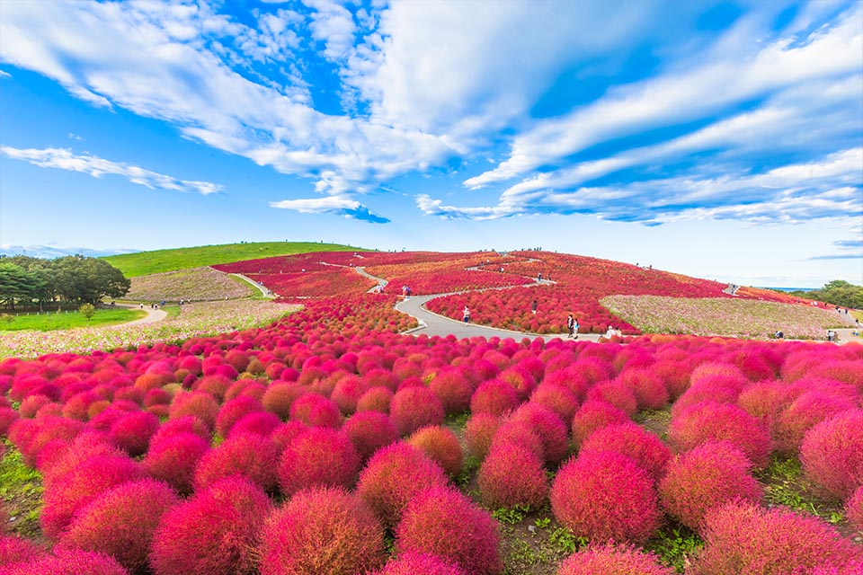 Lãng mạn khoảnh khắc mùa thu ở đồi cỏ Kochia Nhật Bản đỏ rực rỡ