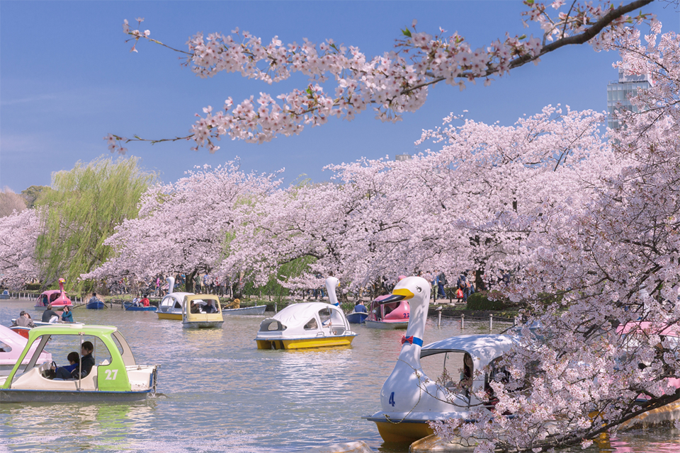 Du lịch Nhật Bản mùa xuân: tham gia lễ hội Hanami và thưởng thức những món ăn độc đáo làm từ hoa anh đào