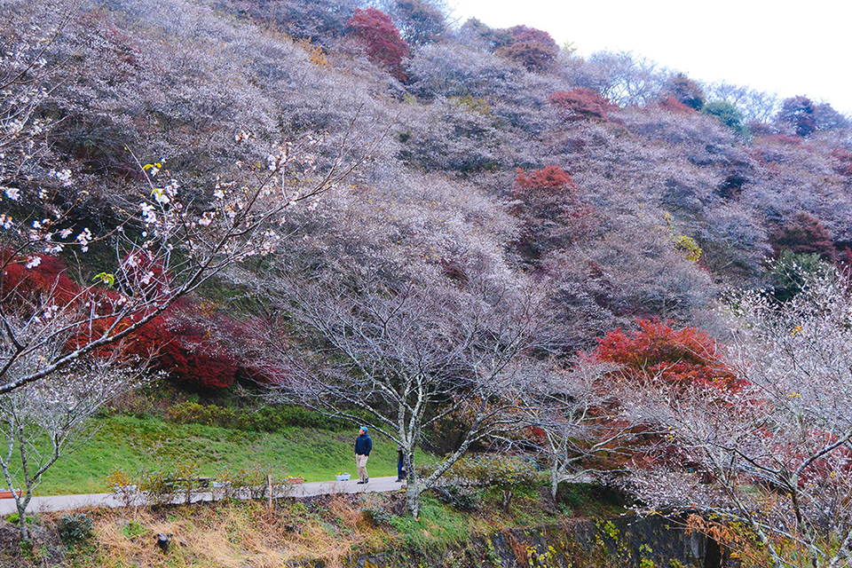 Du lịch Nhật Bản trải nghiệm ngắm hoa anh đào mùa thu ấn tượng