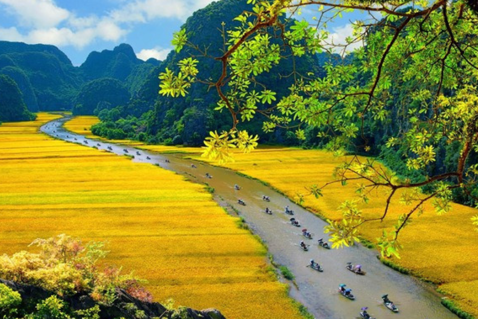 Du lịch Ninh Bình mùa lúa chín: Trải nghiệm bức tranh đồng quê yên bình