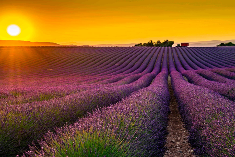 Ngất ngây giữa cánh đồng hoa oải hương khi du lịch Pháp mùa hè