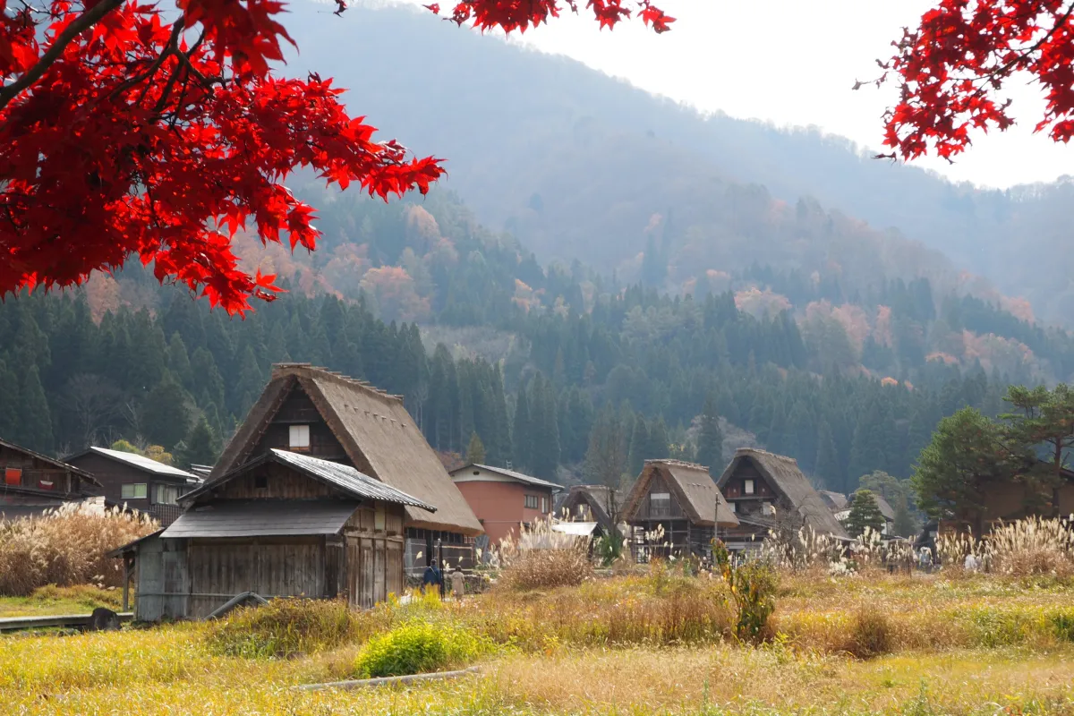 Làng cổ Shirakawa-go mùa thu có gì đặc biệt? Trải nghiệm mùa lá đỏ tại ngôi làng di sản Nhật Bản