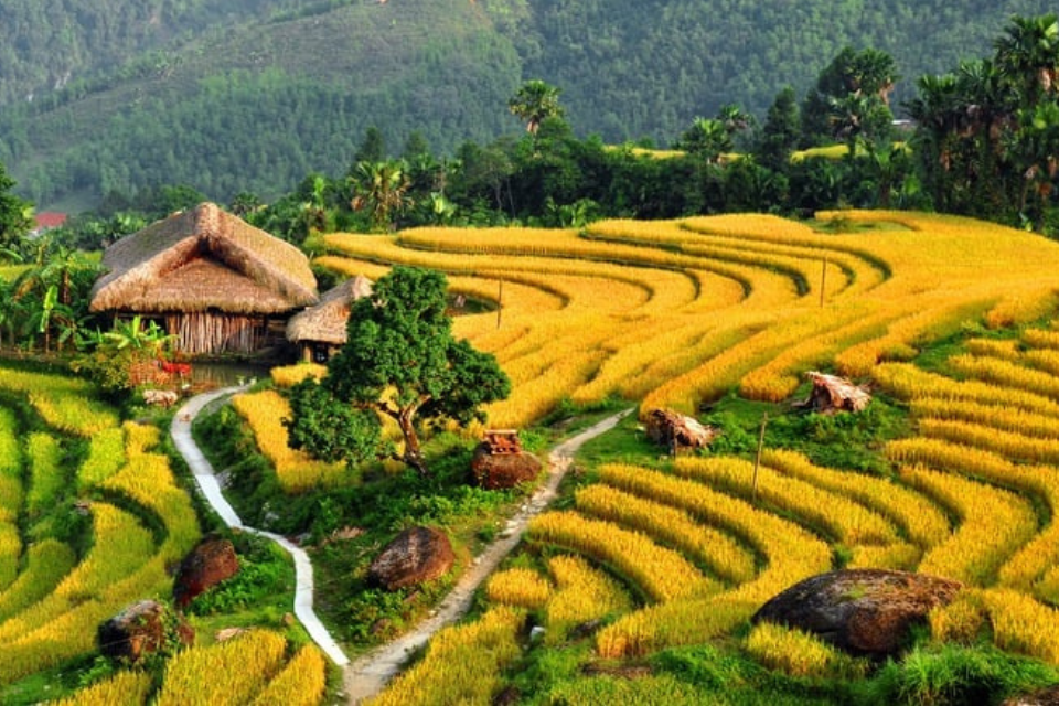 Du lịch Tây Bắc mùa lúa chín: Hành trình chạm đến vẻ đẹp vàng óng nơi núi rừng