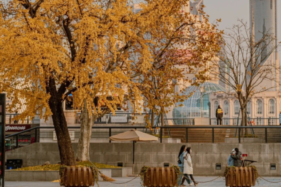 Du lịch Thượng Hải mùa thu: Vẻ đẹp hoà quyện giữa hiện đại và cổ kính