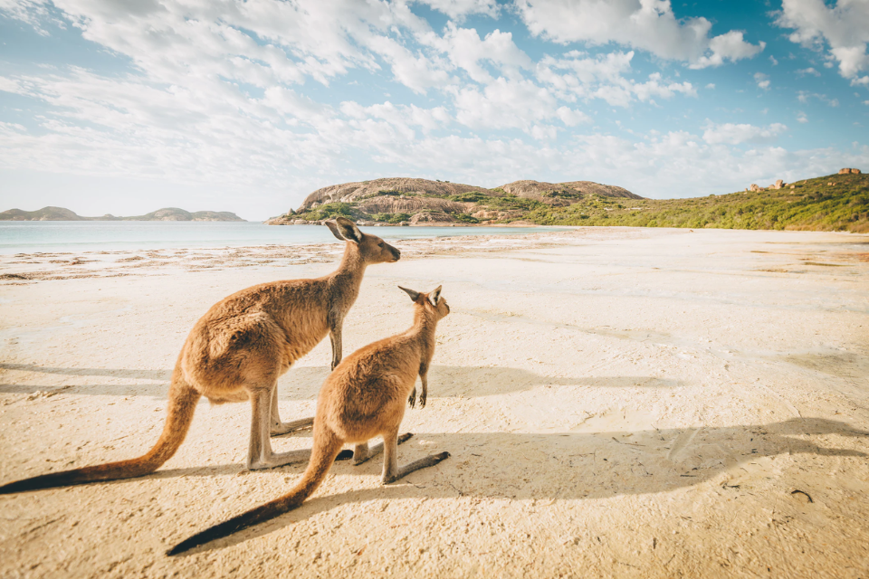 Kinh nghiệm du lịch Úc - khám phá trọn vẹn “xứ sở Chuột túi” xinh đẹp 