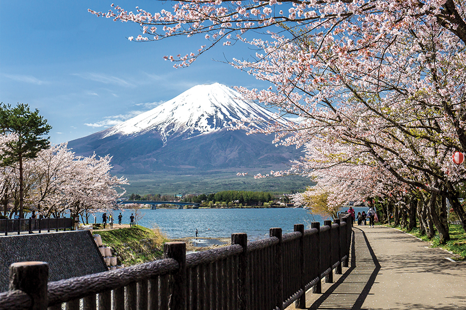 Du xuân Nhật Bản thưởng ngàn sắc hoa - Địa điểm ngắm hoa anh đào nổi tiếng